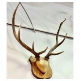 Elk Antler Plaque Mount