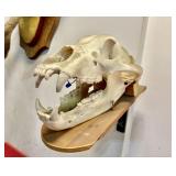 Mounted Bear Skull