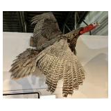 Full Wild Turkey Taxidermy Mount