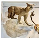 Taxidermy Full Cougar Mount on Faux Rock Ledge