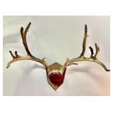 Deer Velvet Antler Plaque Mount