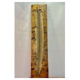 Rattle Snake Skinboard Taxidermy Mount