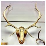 Rocky Mountain Elk Skullcap & Antler Plaque Mount