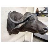 African Cape Buffalo Taxidermy Shoulder Mount