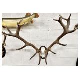 Large Caribou Antler Skull Taxidermy Plaque Mount