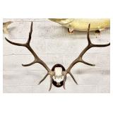 Rocky Mountain Elk Skull Taxidermy Plaque Mount