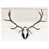 Large Red Deer Stag Antler Taxidermy Plaque Mount