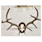 Deer Skull Taxidermy Plaque Mount
