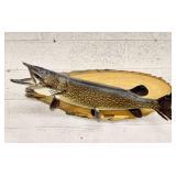 Nothern Pike Telesky Taxidermist Wood Plaque Mount
