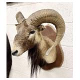 Mouflon Ram Shoulder Taxidermy Mount