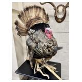 Full Wild Turkey Taxidermy Mount
