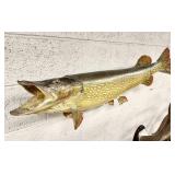 Northern Pike Taxidermy Mount