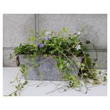 Live Plant in Metal Planter