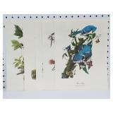 Birds of America Book Plates x 6