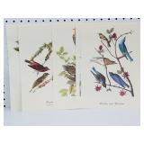 Birds of America Book Plates x 6
