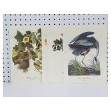 Birds of America Book Plates x 6