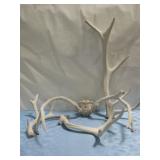 Various Antlers Largest 31'  See Info