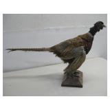 Taxidermied Ring Necked Pheasant 16.75' Tall