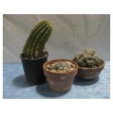 Three Various Catcti Tallest 14'