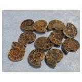 Ammonite Fossils 110g