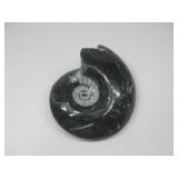 Black Geisenoceras Fossil (Morocco)