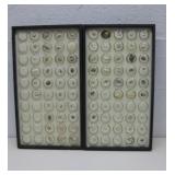 Assorted Sea Shell Collection