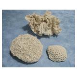 Three Coral Specimens
