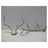 24' Carved Antler & Skull W/Antlers 17.25' x 6.5'