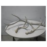 Three Antler Sheds Largest 46'