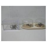 Three Tarantula Specimens In Cases