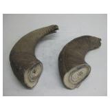 Ram Horns 10'