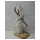 Taxidermy Jackolope