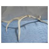 Large Elk Antler 36'