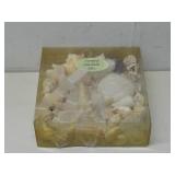 Old Original Packed Fancy Sea Shells See Info