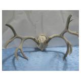 Leather Covered Mounted Antlers 22'