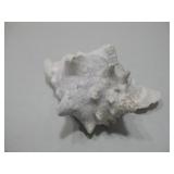 Large Natural White Conch Shell Queen Tropical