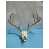 Deer Skull 22.5' Wide
