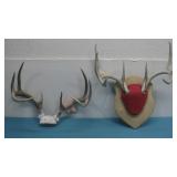 2 White Tail Deer Antlers 1 Mounted 1 Skull Plate