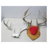 Two White Tail Deer Antlers 1 Mount 1 Skull Plate