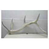 Elk Antler 35'
