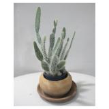Terra Cotta Pot & Saucer W/ Live Fuzzy Cactus