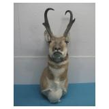 Taxidermy Mounted Crooked Horn  Antelope Head