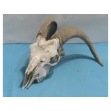 Bleached Goat Skull W/Horns 14' x 13' See Info