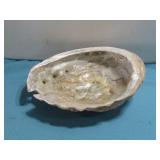 Abalone Shell 8'
