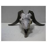 Horns W/ Skull 23' x 13' See Info