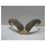 Horns W/ Partial Skull 23' x 13.5' See Info