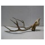 Antlers W/ Partial Skull 16' x 27' See Info