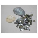Assorted Abalone & Sand Dollar