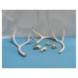 Antlers Small Animal Skulls & Partial Jaw