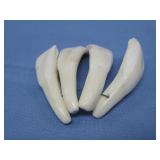 Animal Ivory Teeth